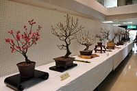 香り漂う梅の花の画像