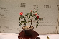 椿