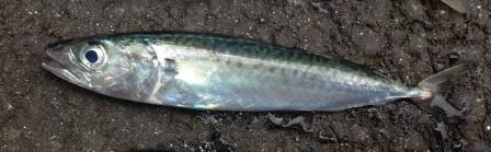 10センチメートルのマサバ稚魚の写真