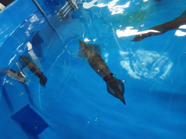 ケンサキイカの写真