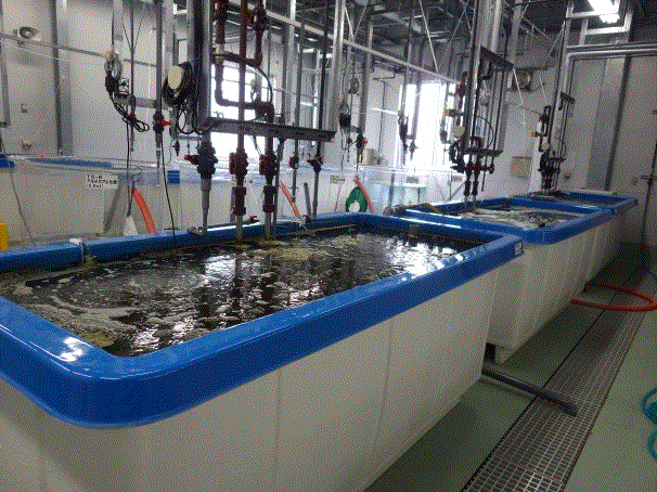 ワムシの水槽の写真