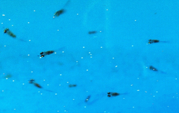 仔魚（しぎょ）の写真