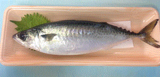 販売されている完全養殖マサバ