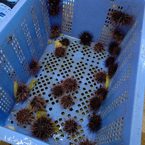 ​赤ウニの陸上養殖の画像