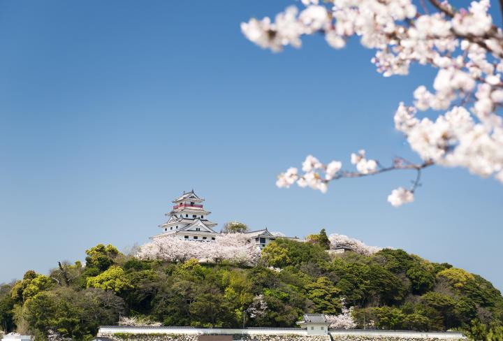 桜1