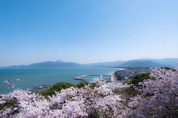 桜2
