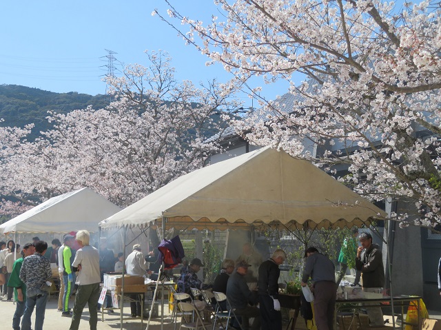 さくらまつり