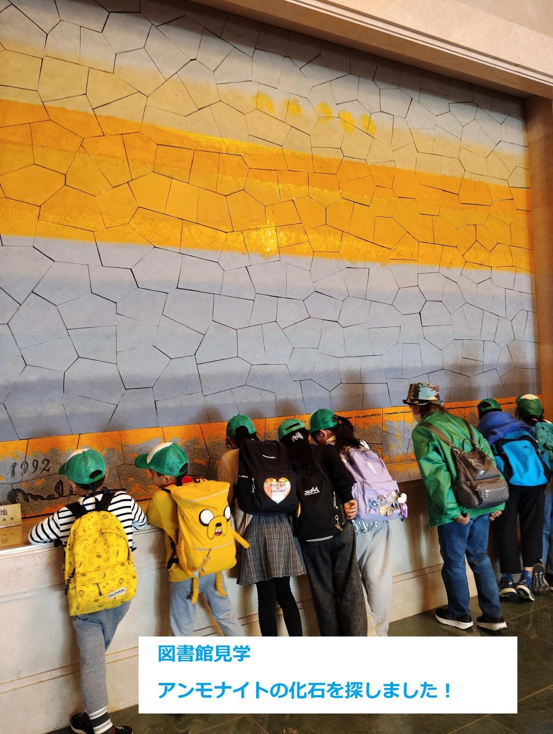 アンモナイトの化石を探しました。