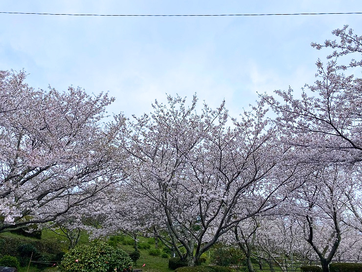 桜画像